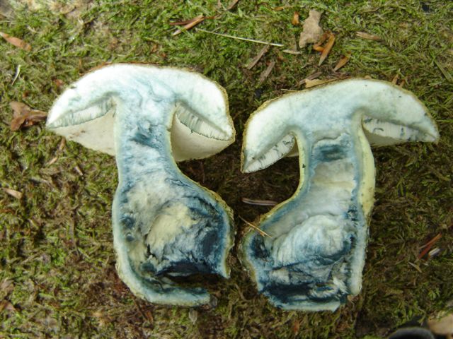 boletus albidus?